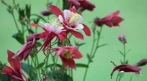 黄山毛峰,祁门红茶,都匀毛尖,铁观音,武夷岩茶57【扑克人物】黑桃j