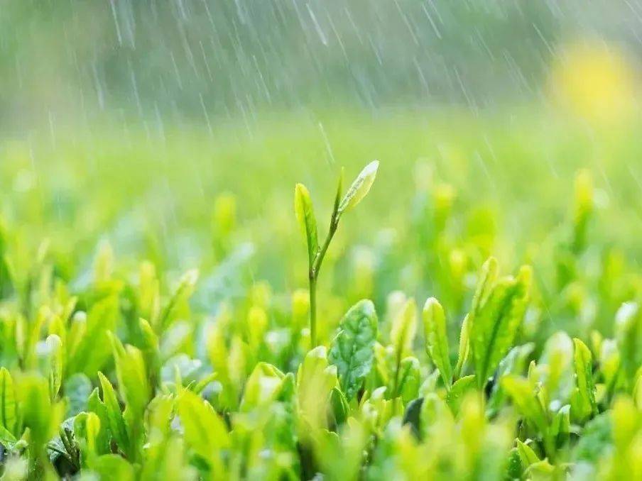 雨中田野图片