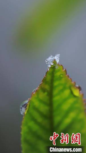 精灵|微距镜头下的雪花宛若白色精灵