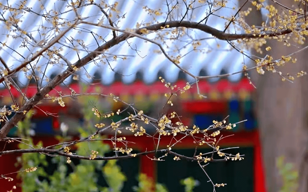 西南|蜡梅花开，傲雪迎春！北京市属公园已经能室外赏花啦