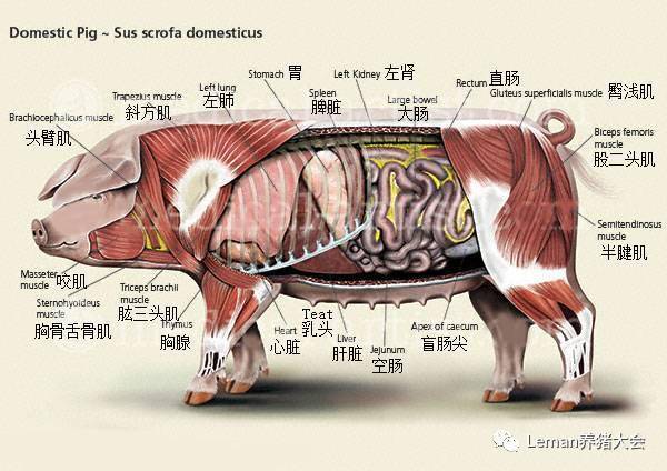猪的生理结构示意图图片