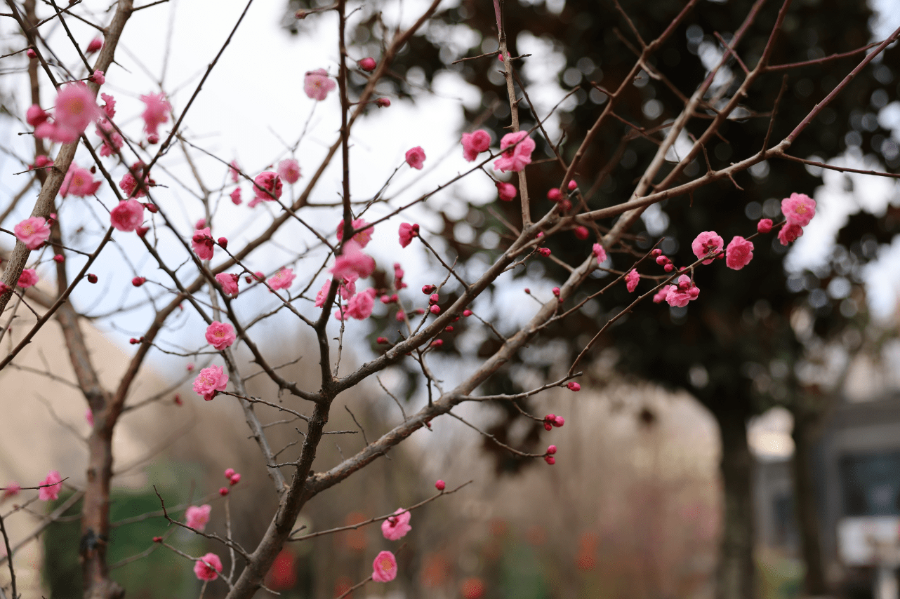 邂逅|美！邂逅无忧城 又见梅花开