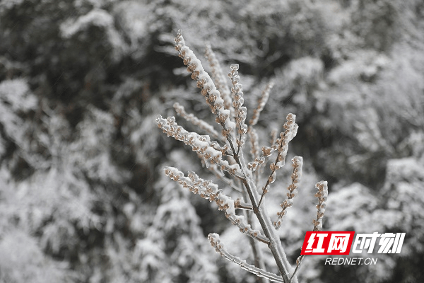 hn|湖南新田：春雪绘美景（组图）