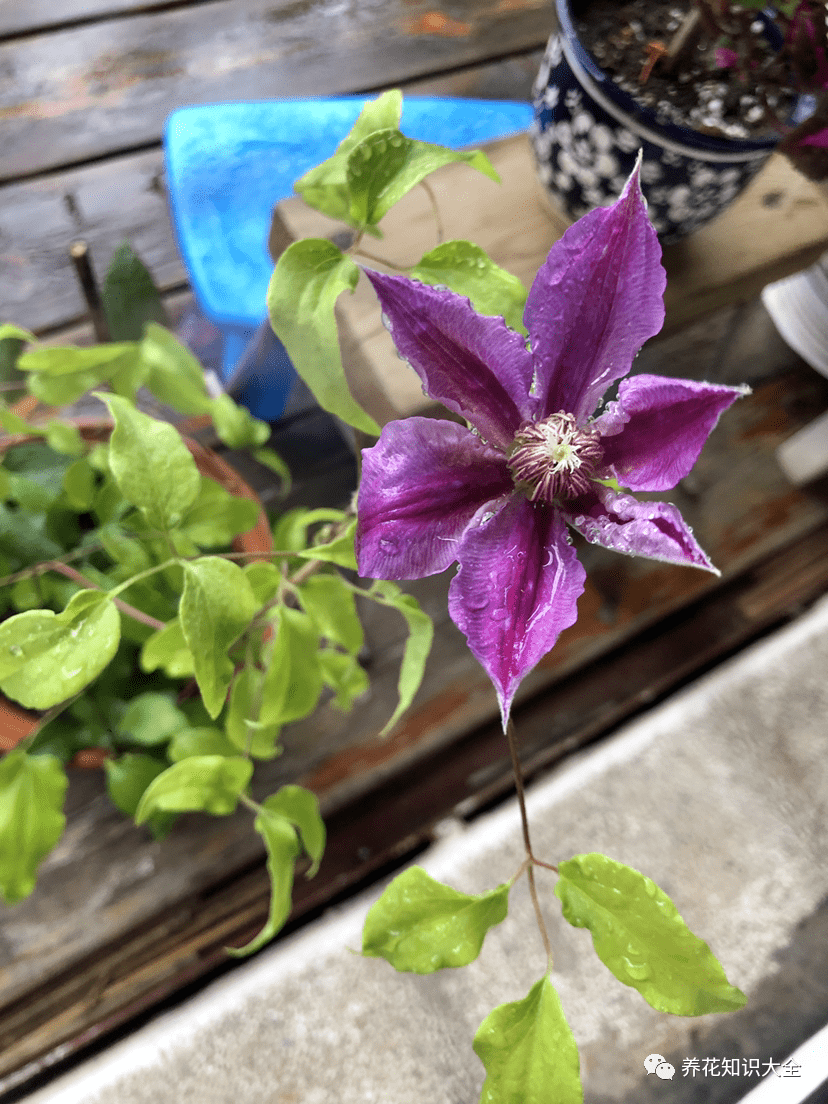 初春赶紧养 花园三剑客 两个月后就爆花 院子变花园 月季 绣球 植物