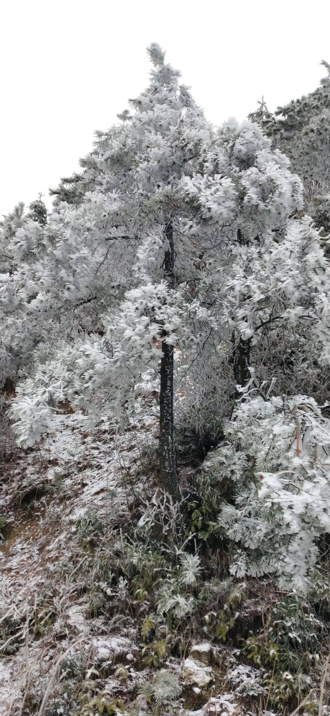 福建漳州下雪图片