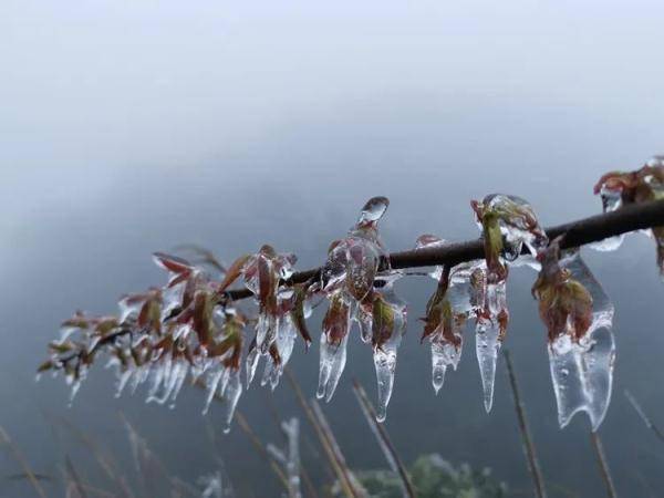 广东|万物皆可“冰墩墩”！广东多地迎来雾凇冰挂“雪景”奇观，美不胜收