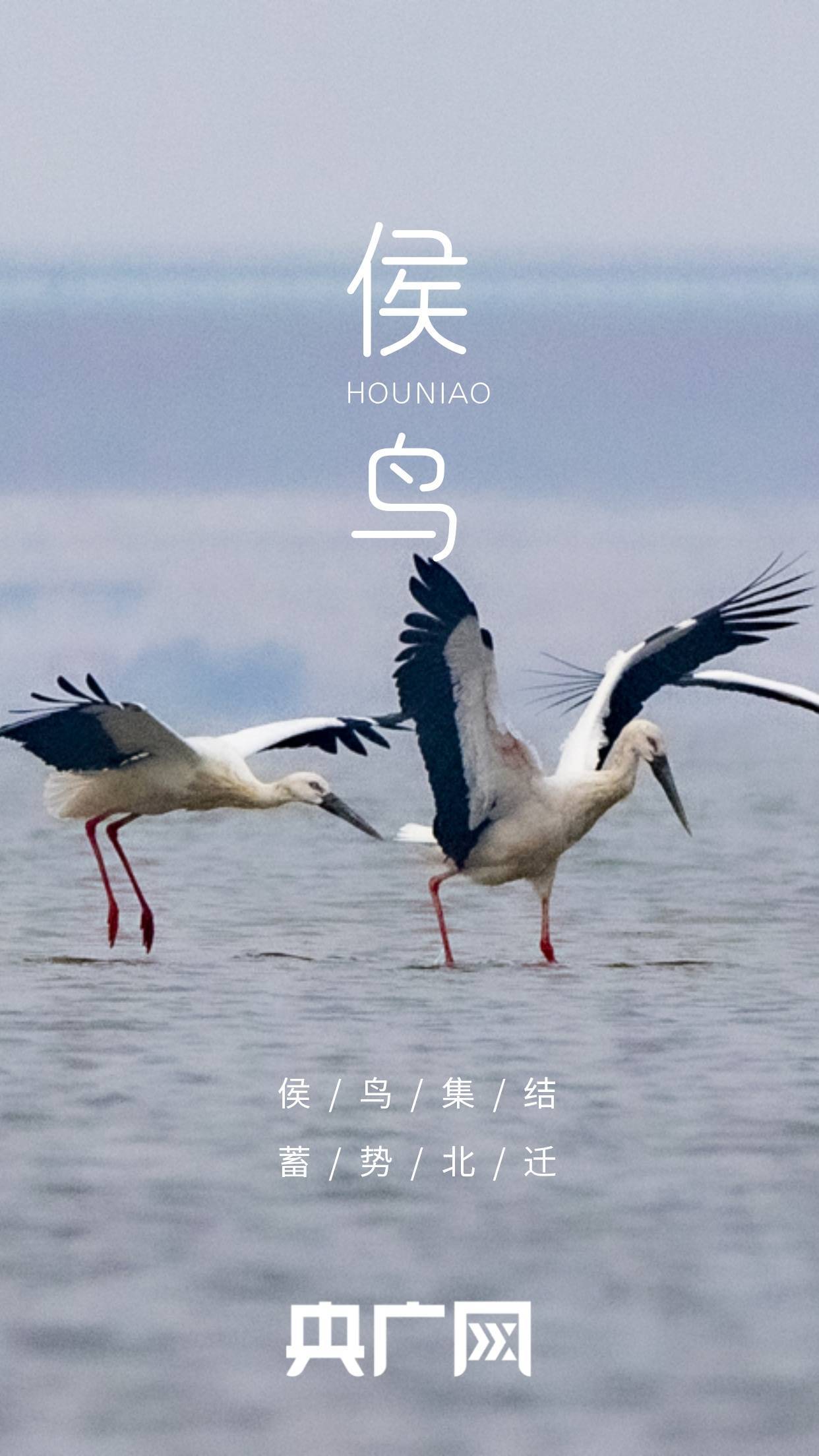 高清海报来啦!看北迁侯鸟 绘就鄱阳湖春日美景_候鸟_湖口_cfp