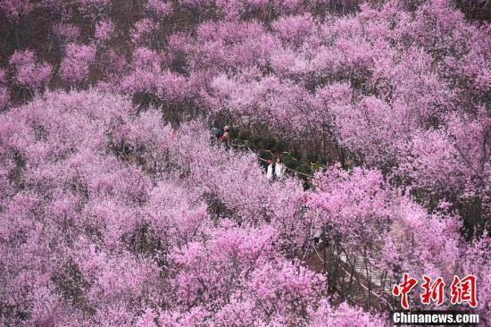 市民|初春时节 重庆大面积梅花盛开分外夺目