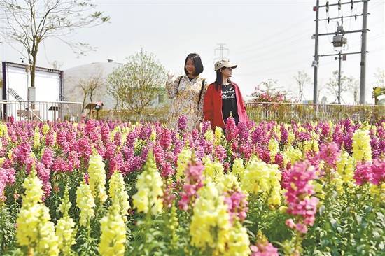 主场|高明剑指一二三产业融合 打造“佛山发展主场”