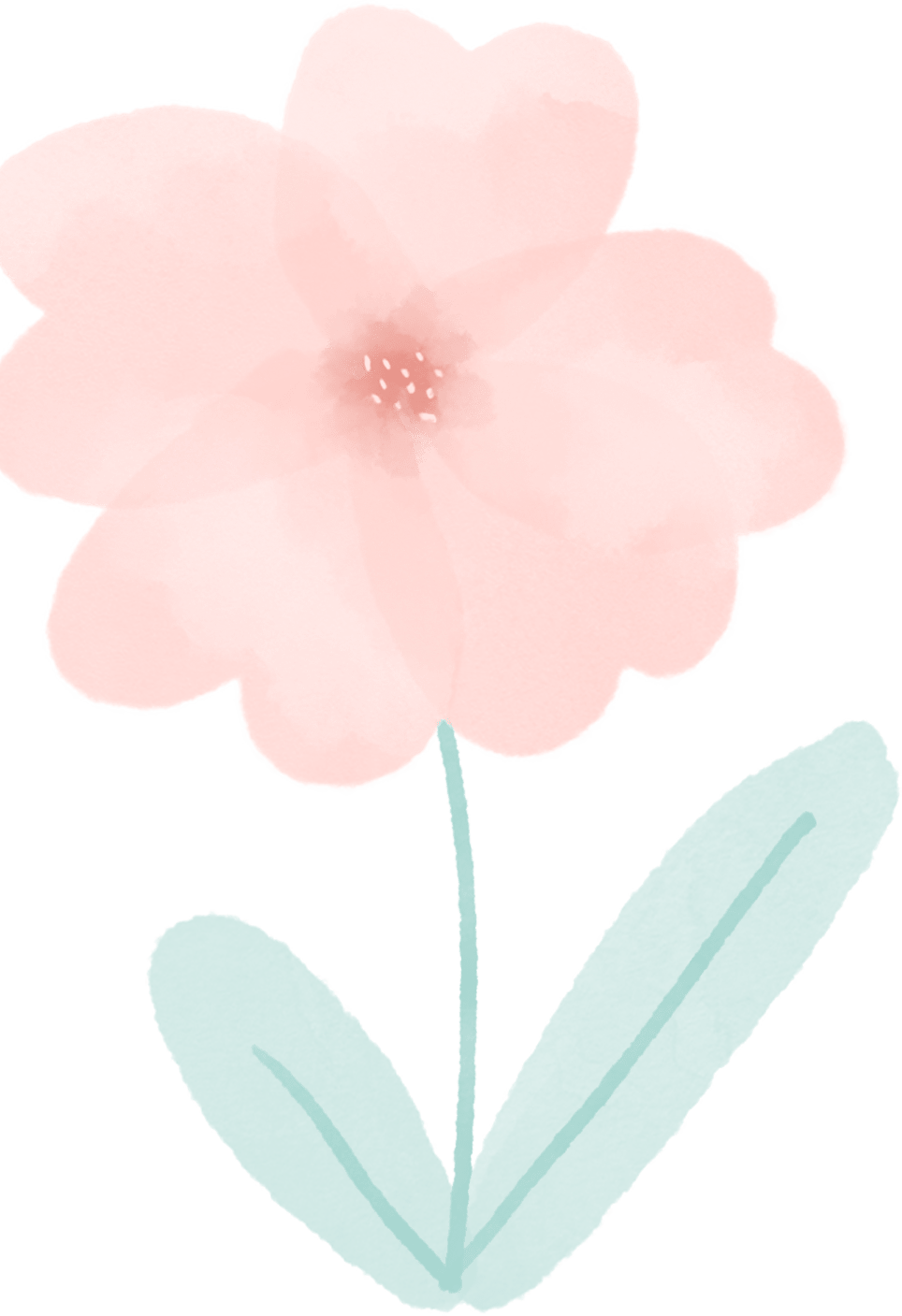 知识小科普 花朵百科知多少 石楠花 中国 菊花