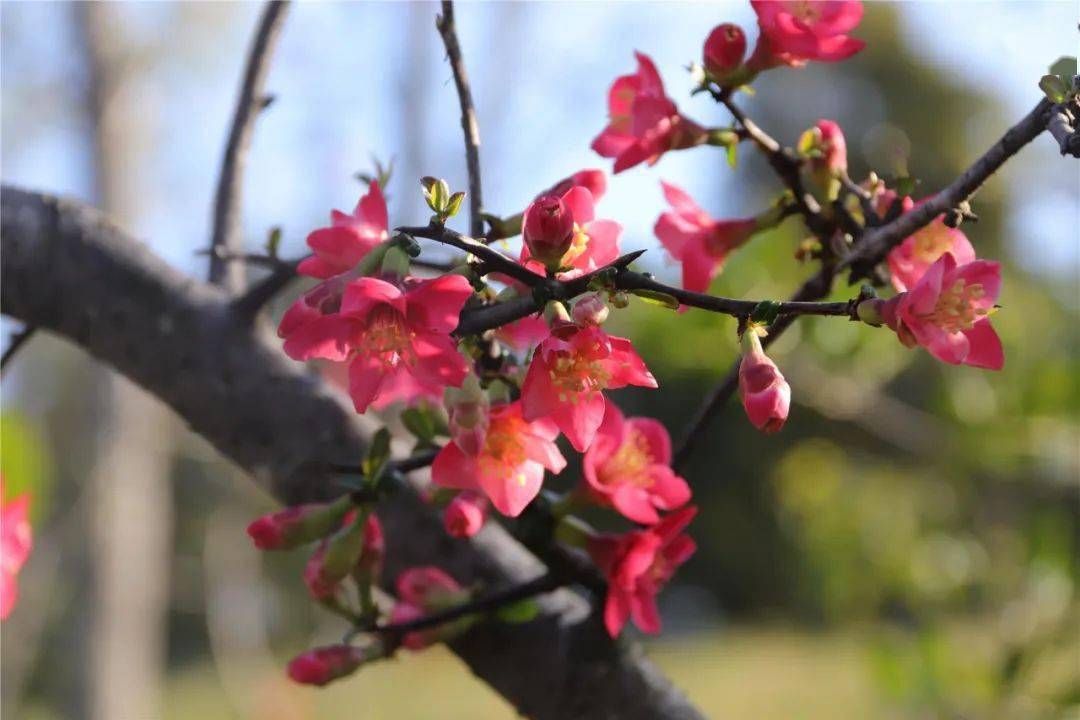 草坪|美极啦！云阳这些地方的鲜花已经开始绽放~