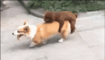 泰迪日天日地日空气全靠后腿支撑力