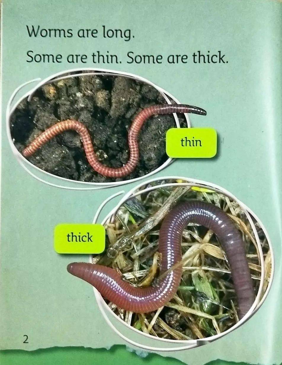 《my pet worm》* worm 蚯蚓*long 長*thin 細的*thick 粗的* worm