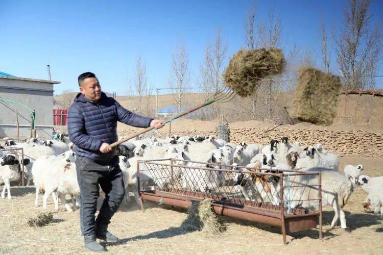 扎鲁特旗春季忙生产接羔保育喜羊羊