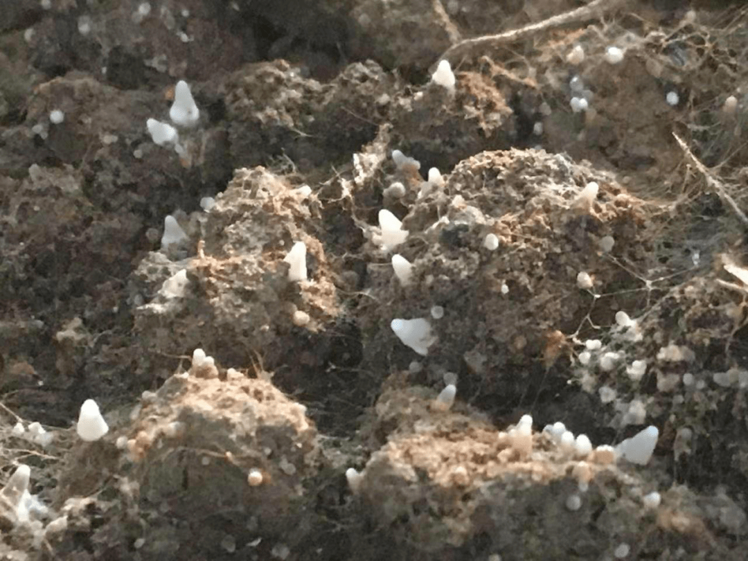温度回升羊肚菌原基的保育方法