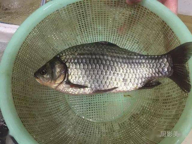 黑魚黑魚在中國是一種常見的食用魚,又名烏魚,財魚等.