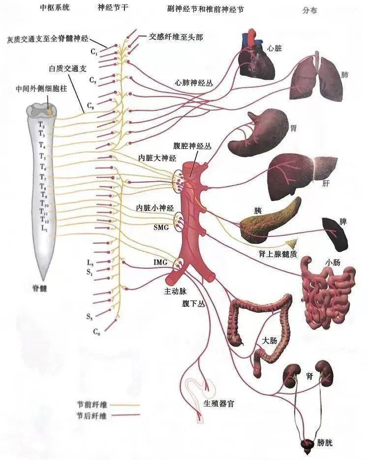 自主神经系统的三个组成都有什么功能?