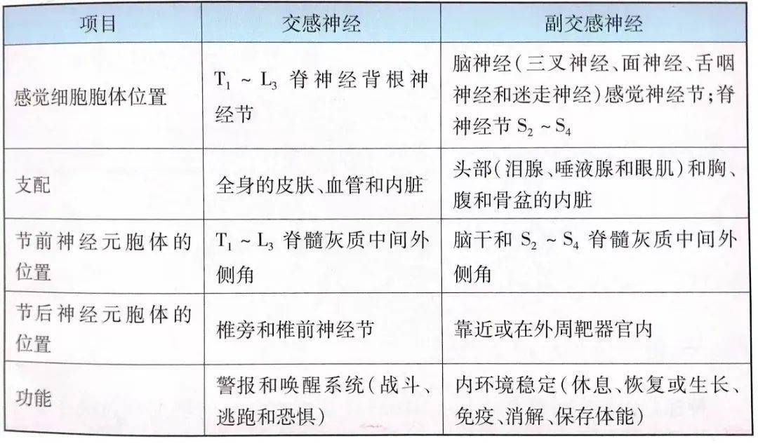 交感神經_調節_警報系統