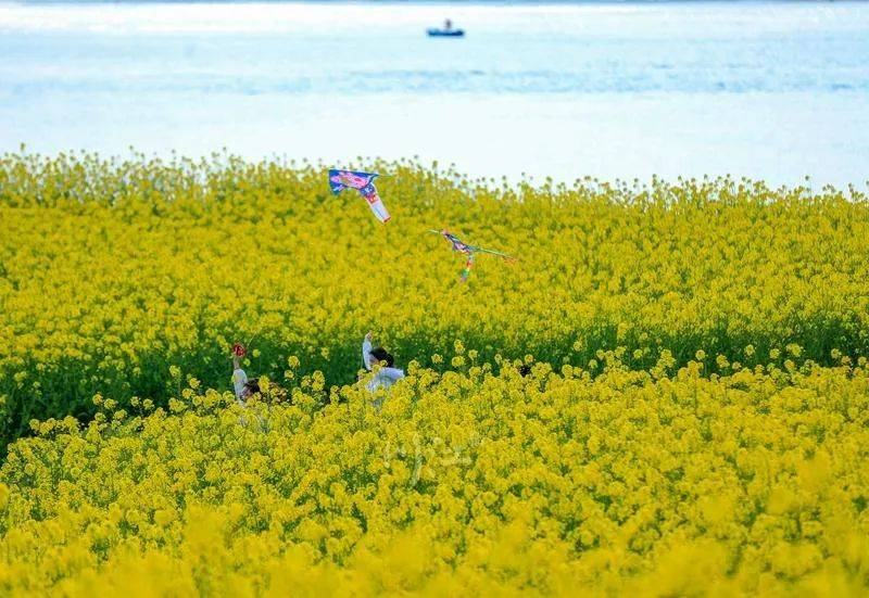 景区|气温回暖，泸州这里的油菜花已上岗！朋友，请收下这份“踏春大礼包”——