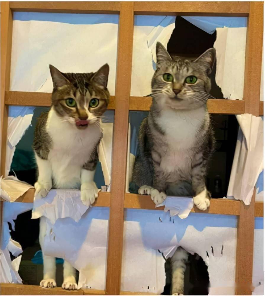 猫奴回家发现窗户已阵亡 而嫌疑人看到他表情却超夸张 Twiter 巴米 斑猫
