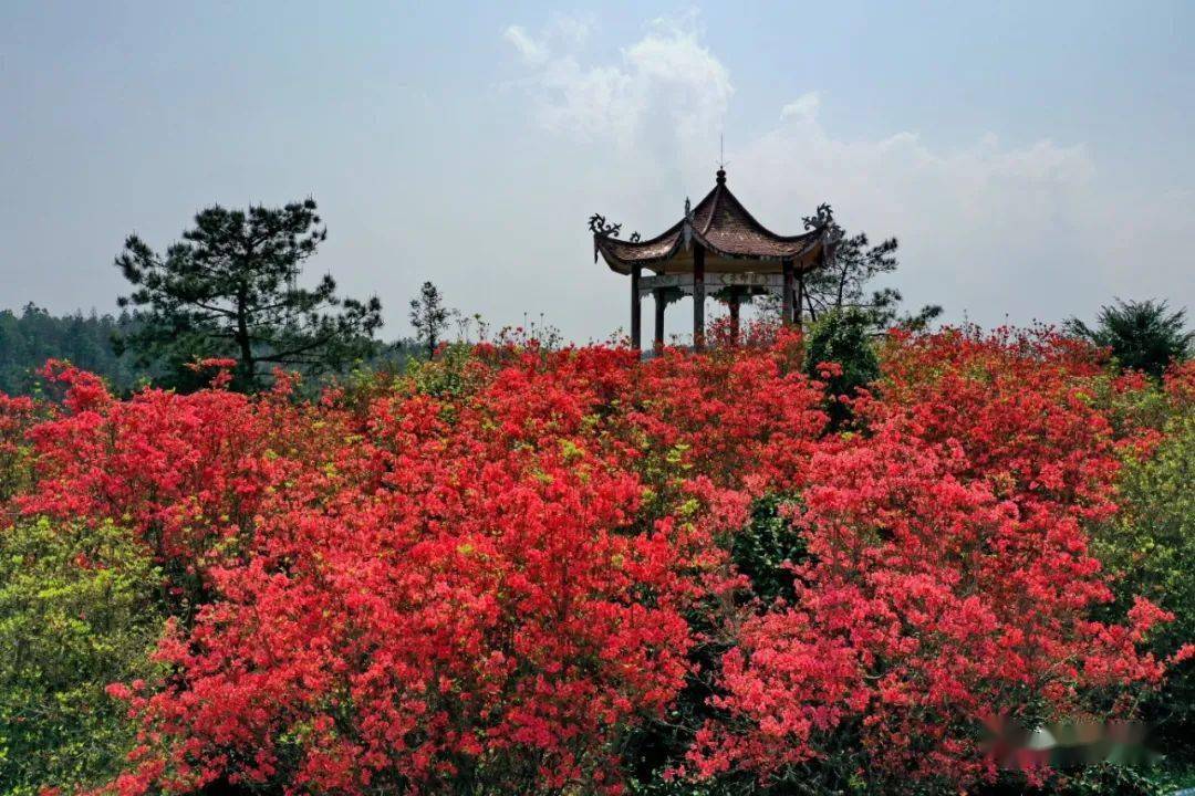 到了春季,大湖鄉鋪展出生機盎然的景象,櫻花露蕊,桃花怒放,映山紅漫山