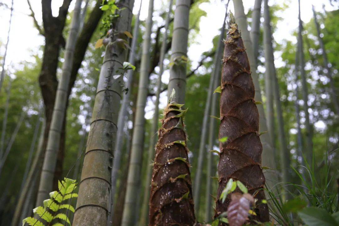 不仅给人无尽的美感与遐想空间而且,竹的生长特性也给人深刻的启发竹