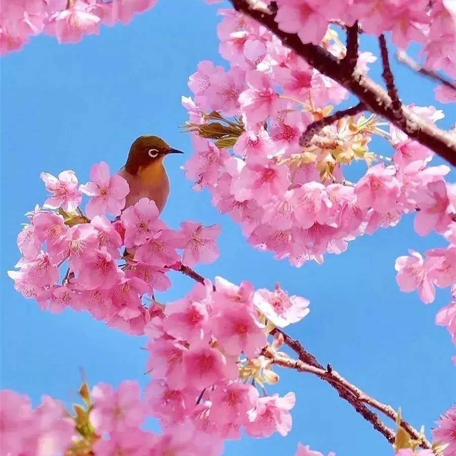 春暖花开，微笑向暖_阳光_岁月_日子