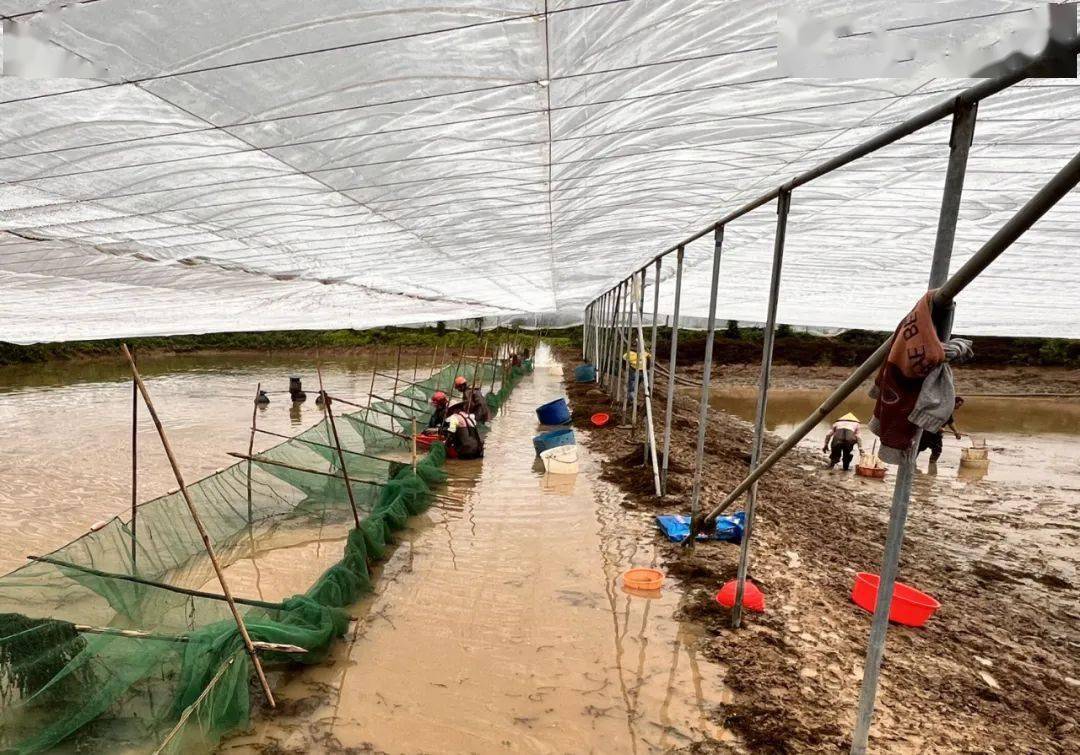 為最大限度降低低溫冰凍和強降雨天氣對水產養殖戶造成的損失,高要區