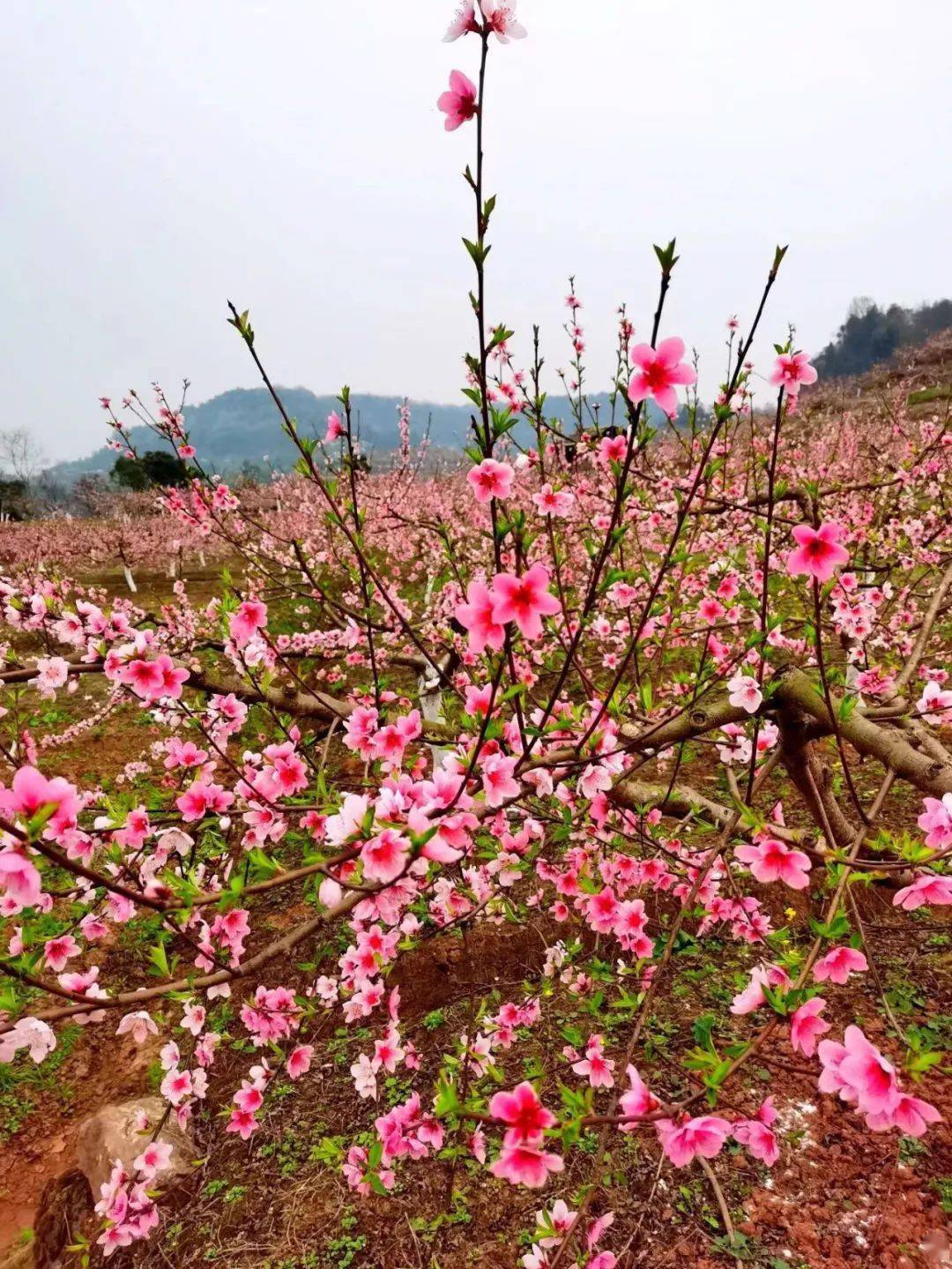 2022铜梁六赢山十里桃花首届桃花节3月1日开园门票免费送盛花期5日15