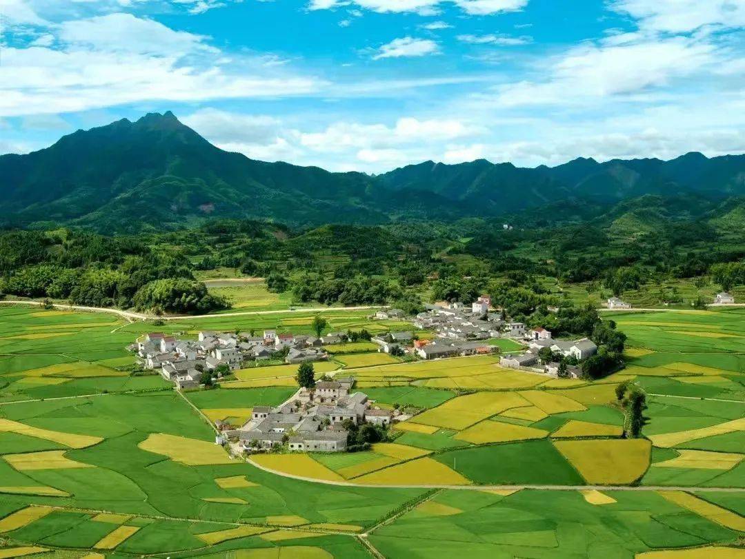 榔橋鎮黃田景區,茂林鎮,涇川鎮獅子山,丁家橋鎮花期:3月至4月在涇縣多