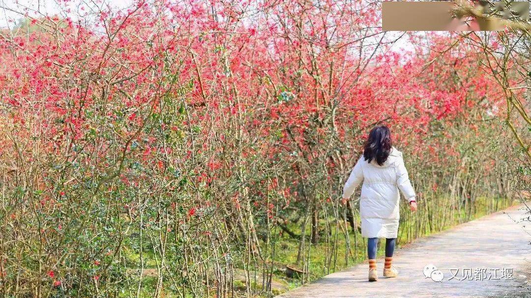 导航|都江堰春游私藏地！十里海棠、田园农场、地道乡味，春日新耍法都在这儿~