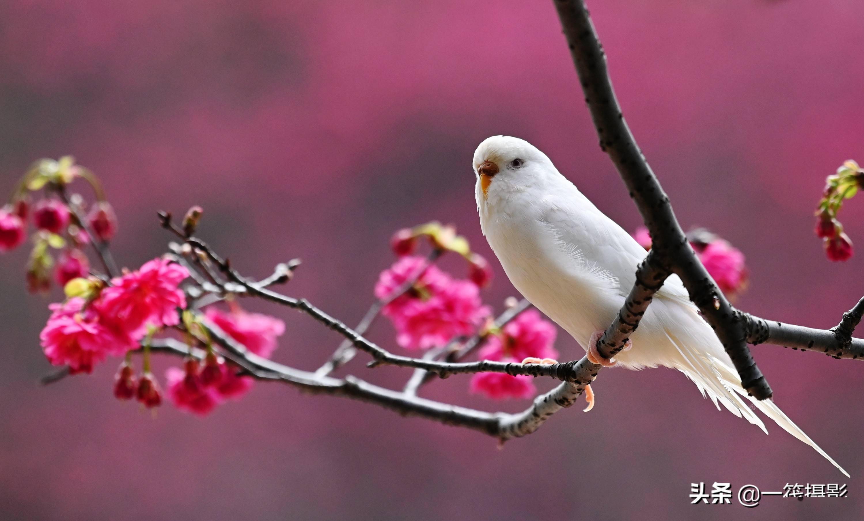 鹦鹉赏樱花_钟花_虎皮_樱桃