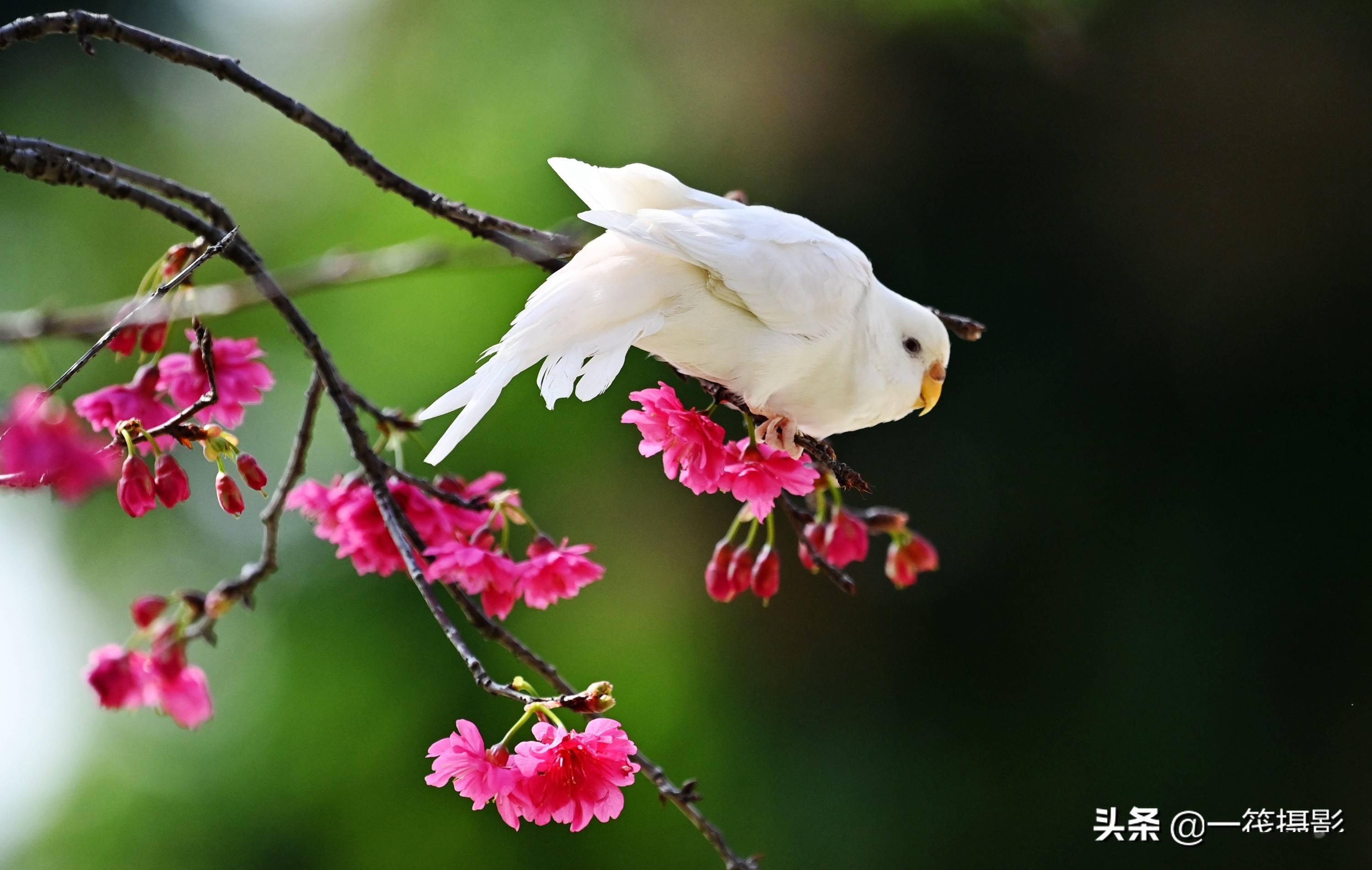 鹦鹉赏樱花_钟花_虎皮_樱桃