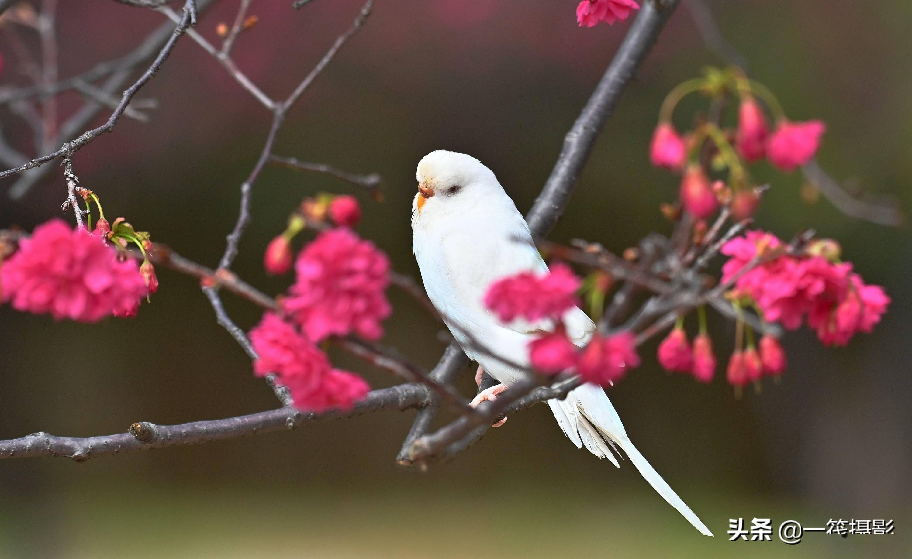 鹦鹉赏樱花_钟花_虎皮_樱桃