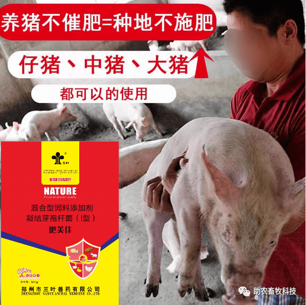 育肥猪如何长得更快推荐一款更好用有效的催肥产品肥美佳