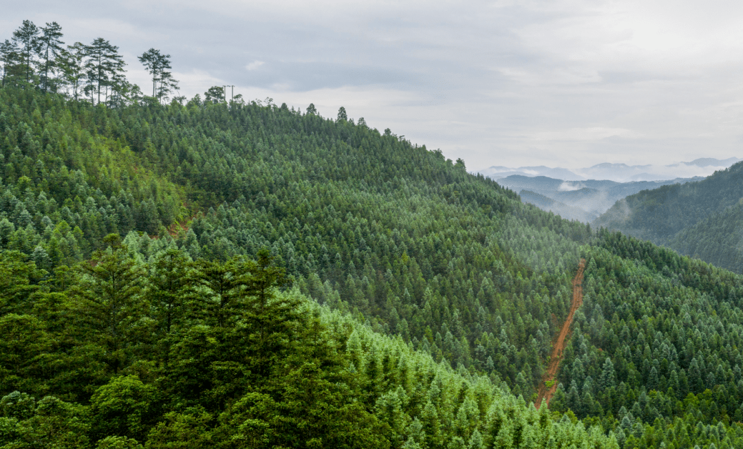 要闻大胆探索全力推动国有林场深化改革绿色发展