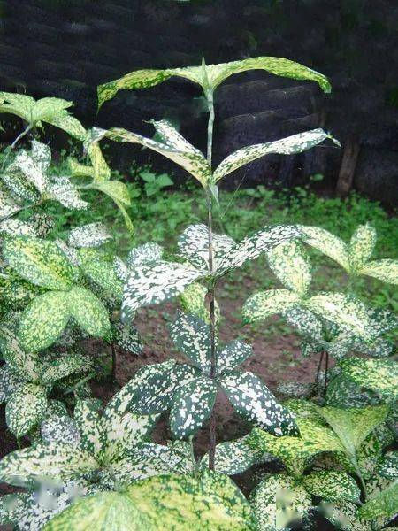 30种名字带有虎字的植物敢说99的人都不认识