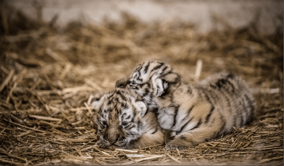 “第六次生物大灭绝已开始”，是不是“危言耸听” | 快评