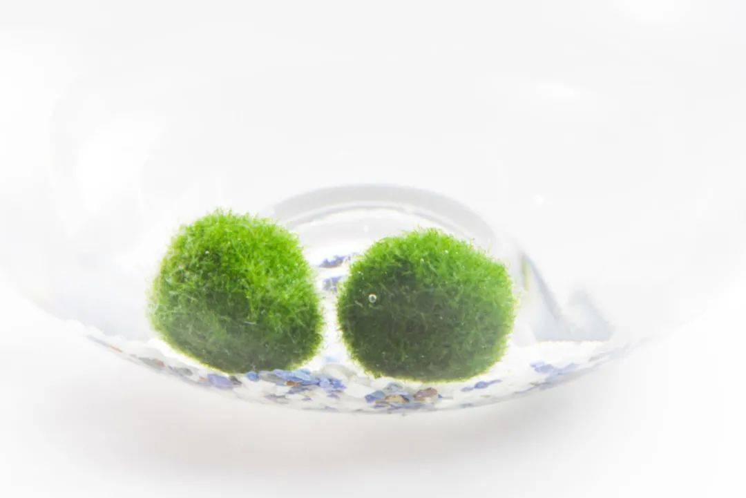 found丨春天到了一起来养绿藻球吧