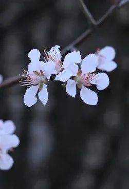 春晖渐暖 京城这几处赏花胜地不可错过 樱花 海棠花 玉兰