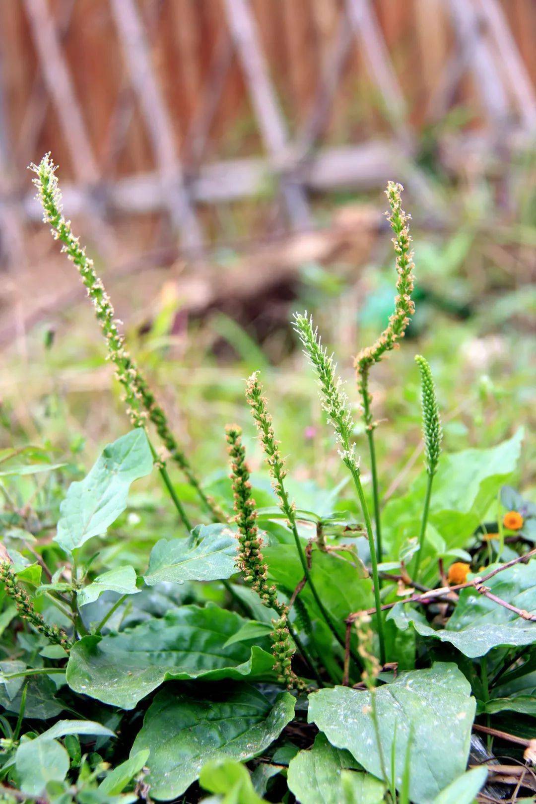 賞花,野餐,放風箏,挖野菜,統統安排上了!_鎮江_蘭花_朋友