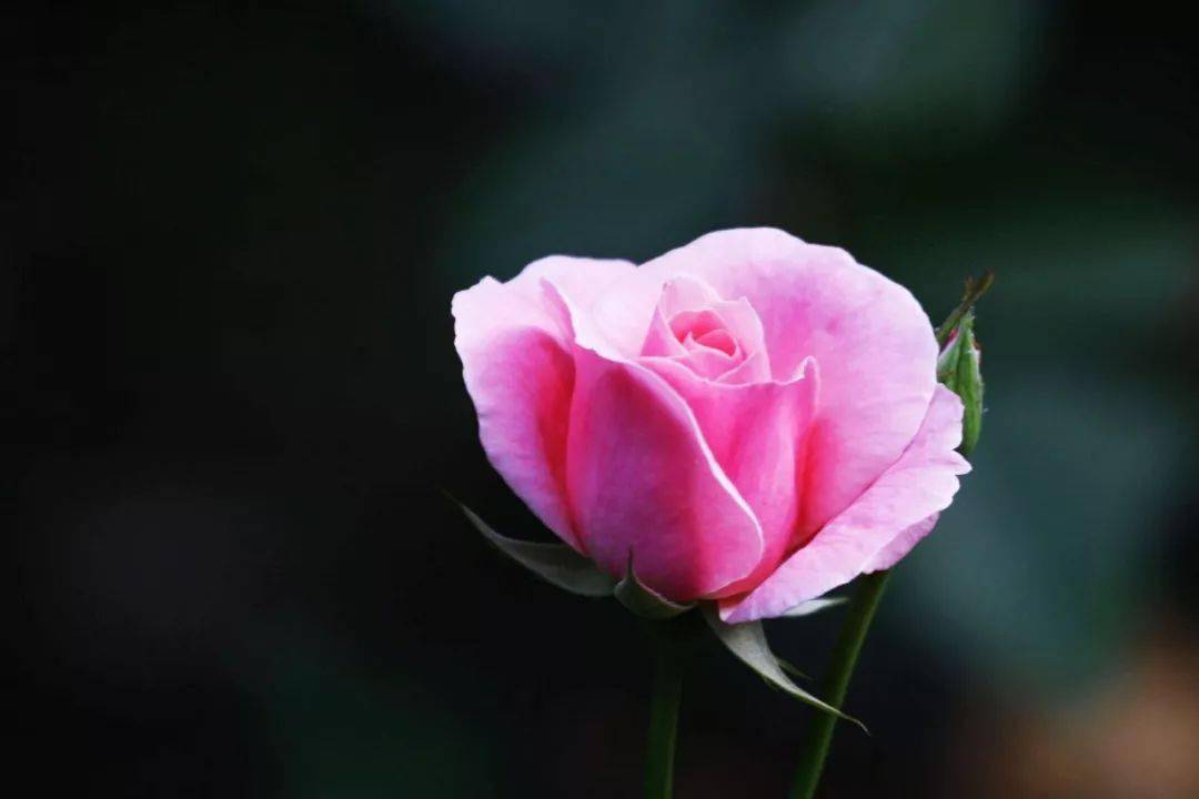 愿你的等待恰逢花开