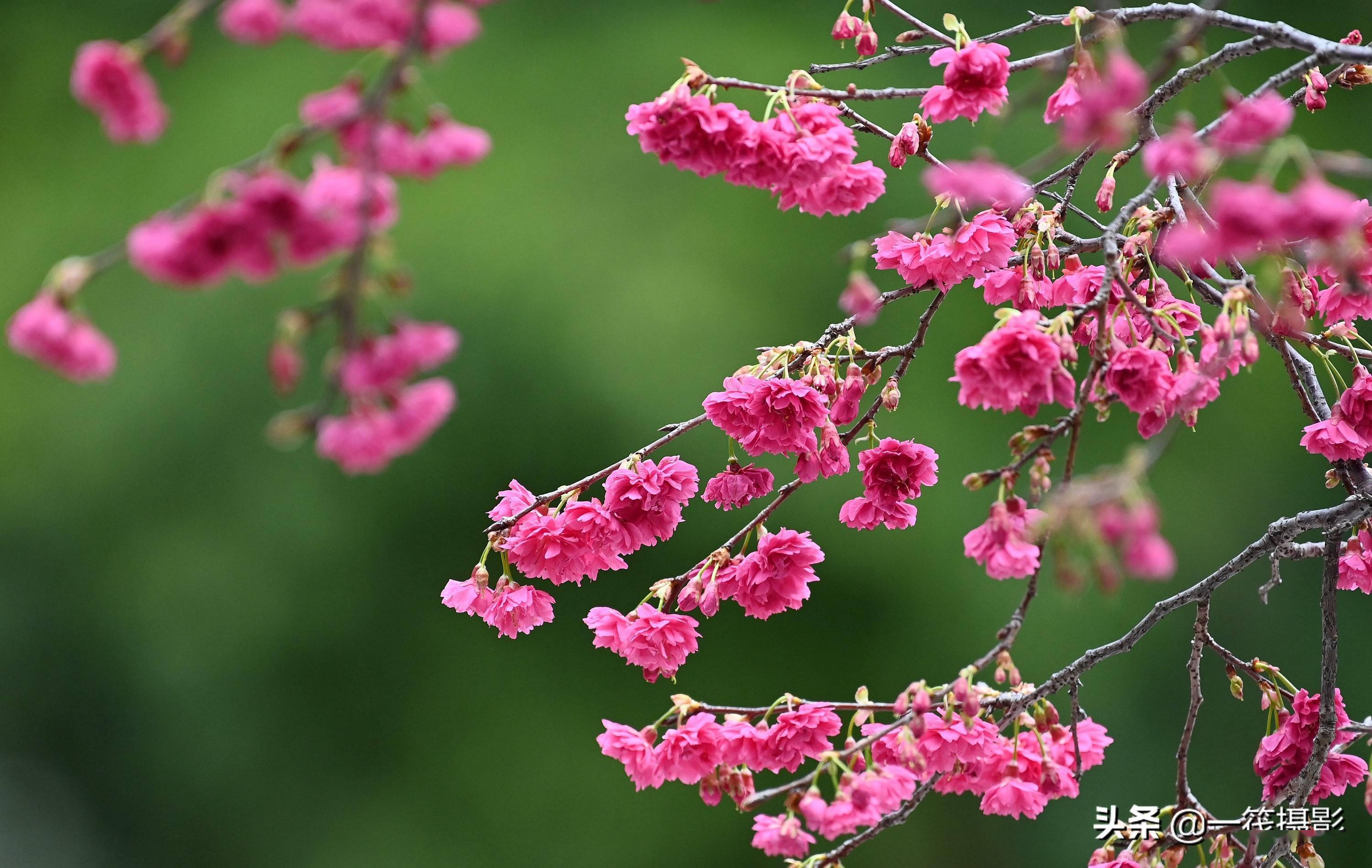 華南農業大學重瓣鍾花櫻桃花開