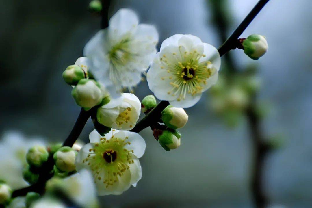 快看杨浦公园的绿梅开了