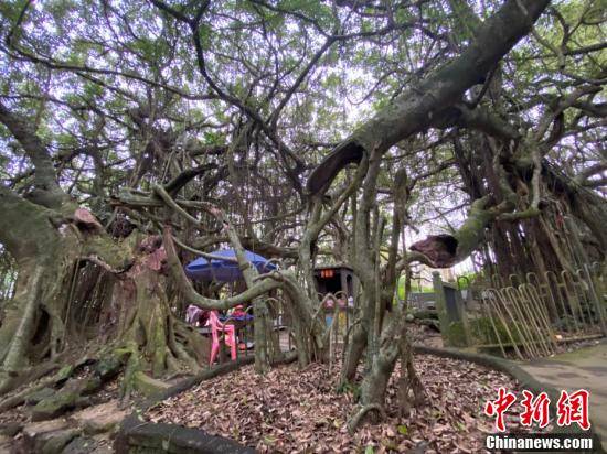 独木|一颗树占地近10亩！海南800年大榕树“独木成林”成奇观