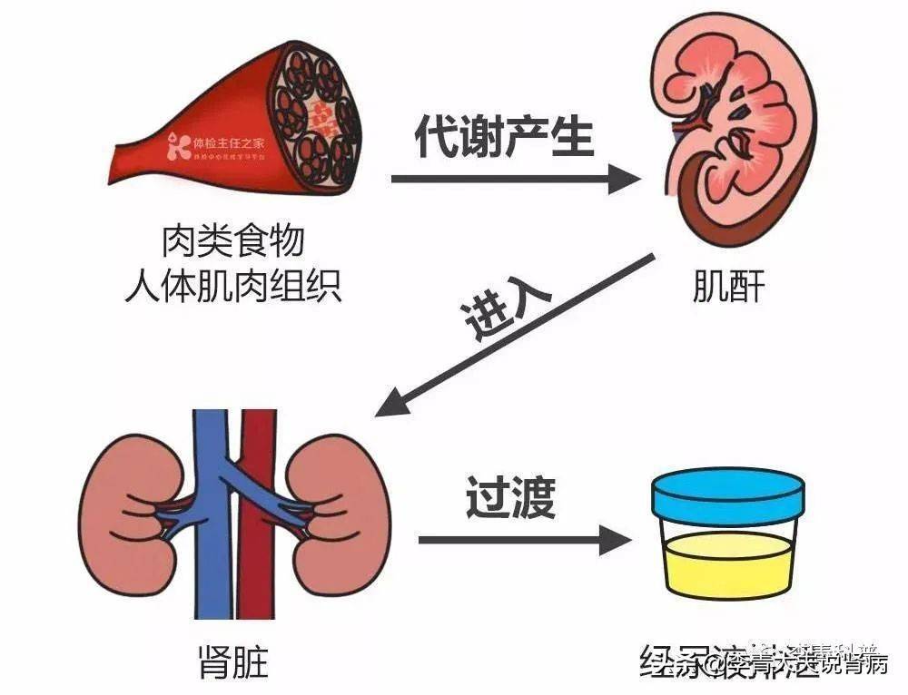 血肌酐正常尿肌酐升高是什麼情況