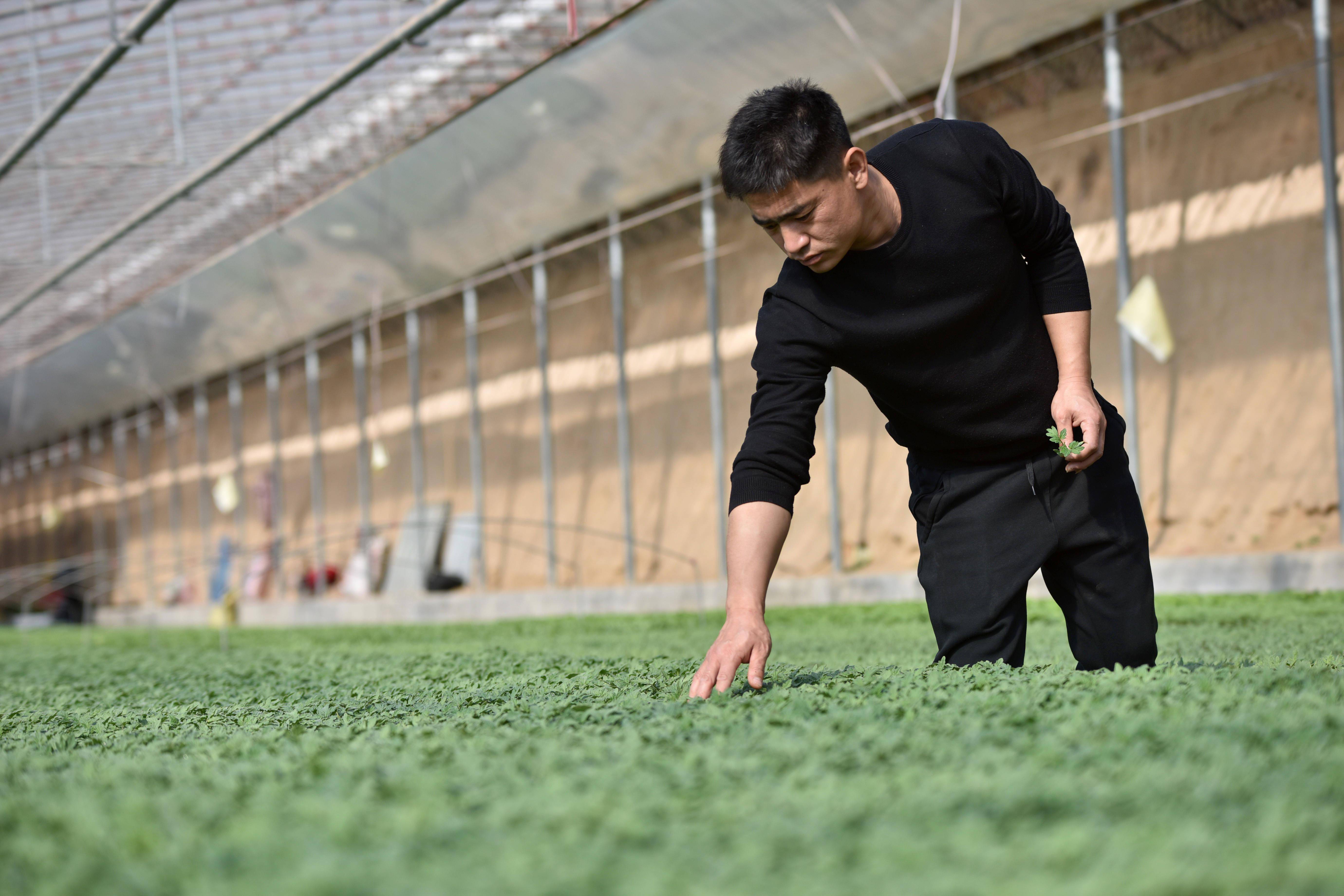 小秧苗托起致富梦80后新农人创业记