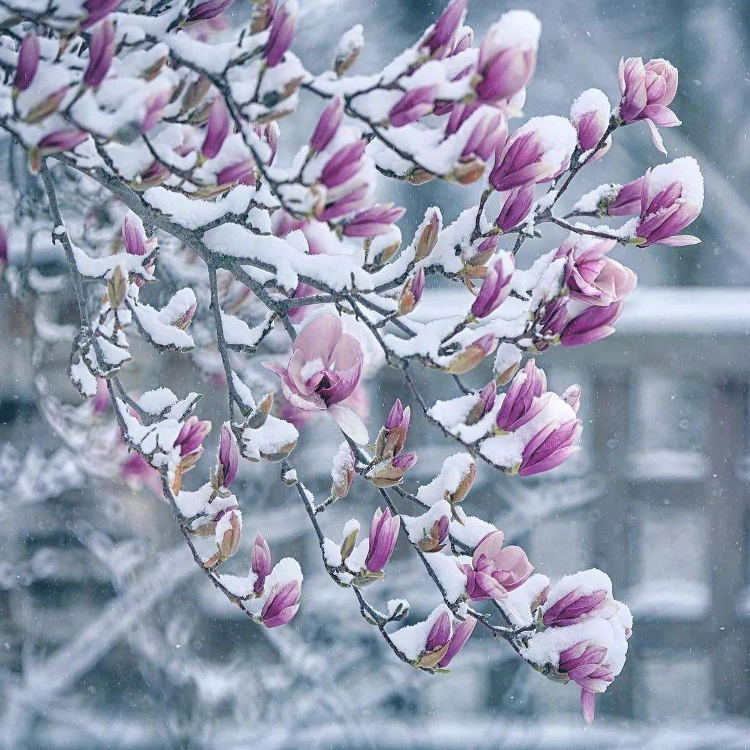 雪中花图片高清图片