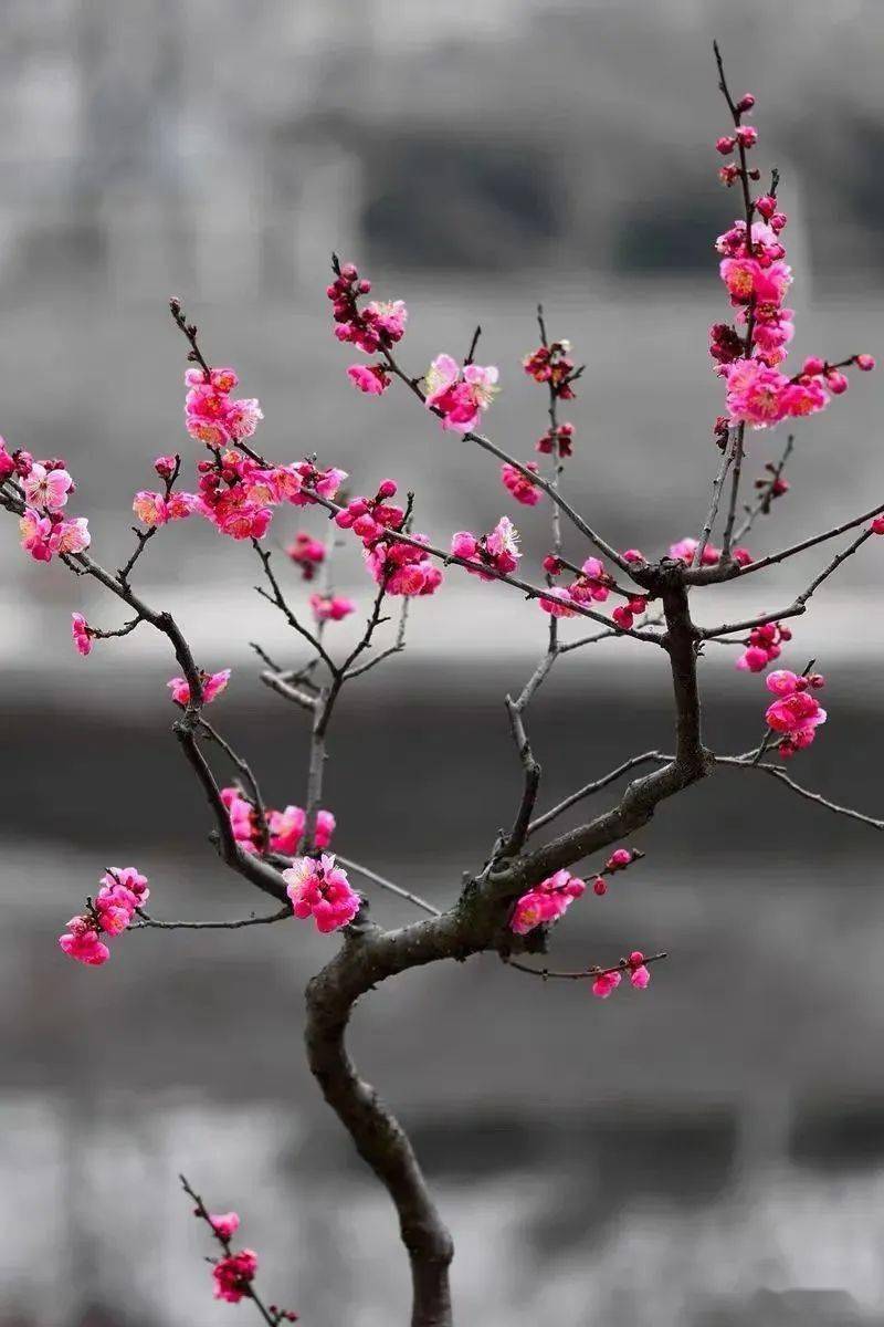 正行 守候雨季 组诗 花好月 诺言 日子