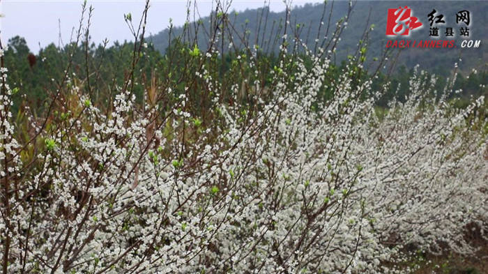 山坳|道县：李花似“春雪”漫山迎春开